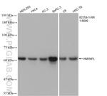 HNRNPL Antibody in Western Blot (WB)