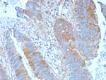 Calpain 1 Antibody in Immunohistochemistry (Paraffin) (IHC (P))