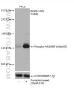 Phospho-RASGRF1 (Ser927) Antibody in Western Blot (WB)
