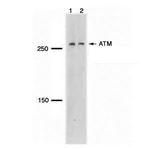 ATM Antibody in Western Blot (WB)