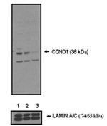 Cyclin D1 Antibody in Western Blot (WB)