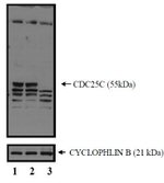 Cdc25C Antibody in Western Blot (WB)