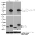 Phospho-NF-kB p65 (Ser468) Antibody in Western Blot (WB)