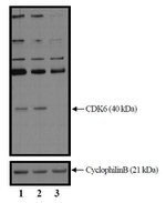 CDK6 Antibody in Western Blot (WB)