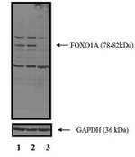 FOXO1 Polyclonal Antibody