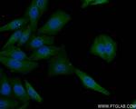 EGLN3/PHD3 Antibody in Immunocytochemistry (ICC/IF)