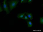 EGLN3/PHD3 Antibody in Immunocytochemistry (ICC/IF)