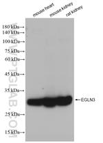 EGLN3/PHD3 Antibody in Western Blot (WB)