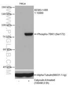 Phospho-TBK1 (Ser172) Antibody in Western Blot (WB)