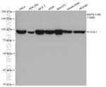CUL1 Antibody in Western Blot (WB)