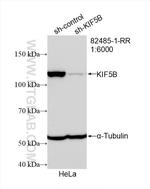 KIF5B Antibody in Western Blot (WB)