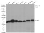 LASP1 Antibody in Western Blot (WB)