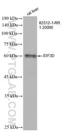 EIF3D Antibody in Western Blot (WB)