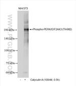 Phospho-PERK/EIF2AK3 (Thr982) Antibody in Western Blot (WB)