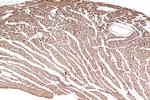 Tim23 Antibody in Immunohistochemistry (Paraffin) (IHC (P))