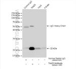 Tim23 Antibody in Immunoprecipitation (IP)