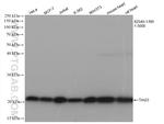 Tim23 Antibody in Western Blot (WB)
