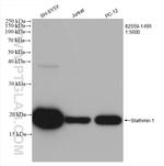 Stathmin 1 Antibody in Western Blot (WB)
