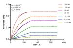 SPHK1 Antibody in Surface plasmon resonance (SPR)