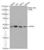 SPHK1 Antibody in Western Blot (WB)