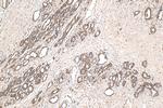 Glucocorticoid receptor Antibody in Immunohistochemistry (Paraffin) (IHC (P))