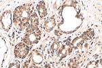 Glucocorticoid receptor Antibody in Immunohistochemistry (Paraffin) (IHC (P))