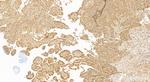 Glucocorticoid receptor Antibody in Immunohistochemistry (Paraffin) (IHC (P))