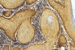 GCLM Antibody in Immunohistochemistry (Paraffin) (IHC (P))