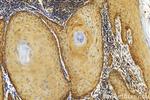 GCLM Antibody in Immunohistochemistry (Paraffin) (IHC (P))