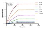 GCLM Antibody in Surface plasmon resonance (SPR)