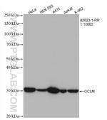 GCLM Antibody in Western Blot (WB)