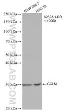 GCLM Antibody in Western Blot (WB)