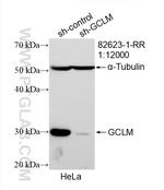 GCLM Antibody in Western Blot (WB)