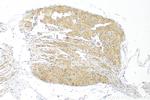 Piezo1 (extracellular domain) Antibody in Immunohistochemistry (Paraffin) (IHC (P))