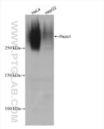 Piezo1 (extracellular domain) Antibody in Western Blot (WB)