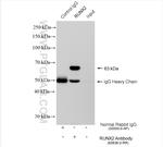 RUNX2 Antibody in Immunoprecipitation (IP)