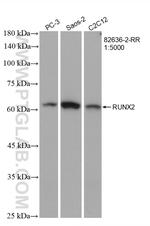 RUNX2 Antibody in Western Blot (WB)