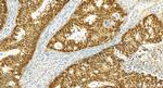 CDX2 Antibody in Immunohistochemistry (Paraffin) (IHC (P))