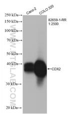 CDX2 Antibody in Western Blot (WB)