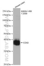 CDX2 Antibody in Western Blot (WB)
