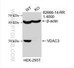 VDAC3 Antibody in Western Blot (WB)