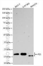P21 Antibody in Western Blot (WB)
