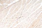 FNDC5 Antibody in Immunohistochemistry (Paraffin) (IHC (P))