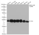 TIA1 Antibody in Western Blot (WB)