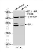 TIA1 Antibody in Western Blot (WB)