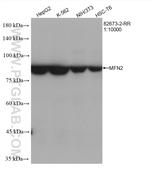 MFN2 Antibody in Western Blot (WB)