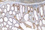 DNAJB1 Antibody in Immunohistochemistry (Paraffin) (IHC (P))