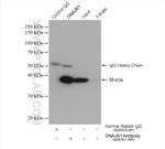 DNAJB1 Antibody in Immunoprecipitation (IP)