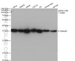DNAJB1 Antibody in Western Blot (WB)
