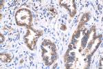 MX1 Antibody in Immunohistochemistry (Paraffin) (IHC (P))